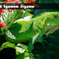 Wild Iguana